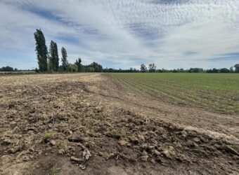 1,5 hectáreas en Linares